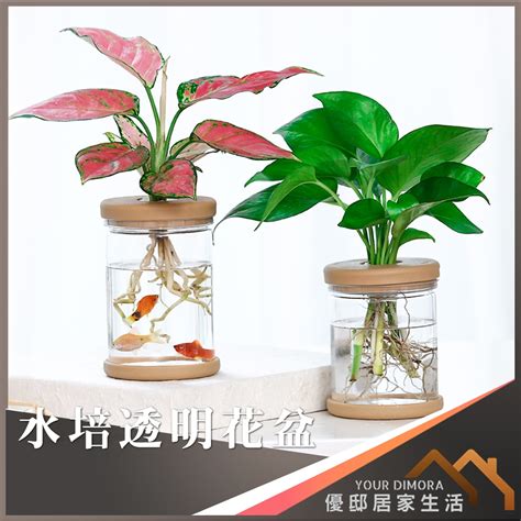 水生植物盆栽養魚